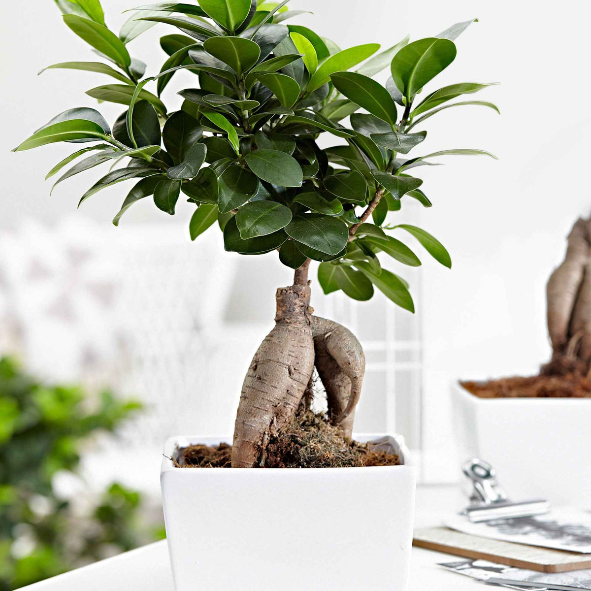 Ficus Ginseng Bonsai – ca. 18 cm, Topf Ø 12 cm