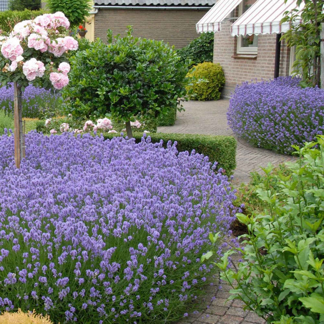 Echter Lavendel Hidcote – 2-Liter-Topf, 10–20 cm