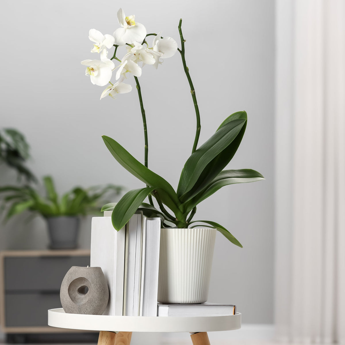 Phalaenopsis Orchidee Weiß – 40–50 cm, Topf Ø 12 cm