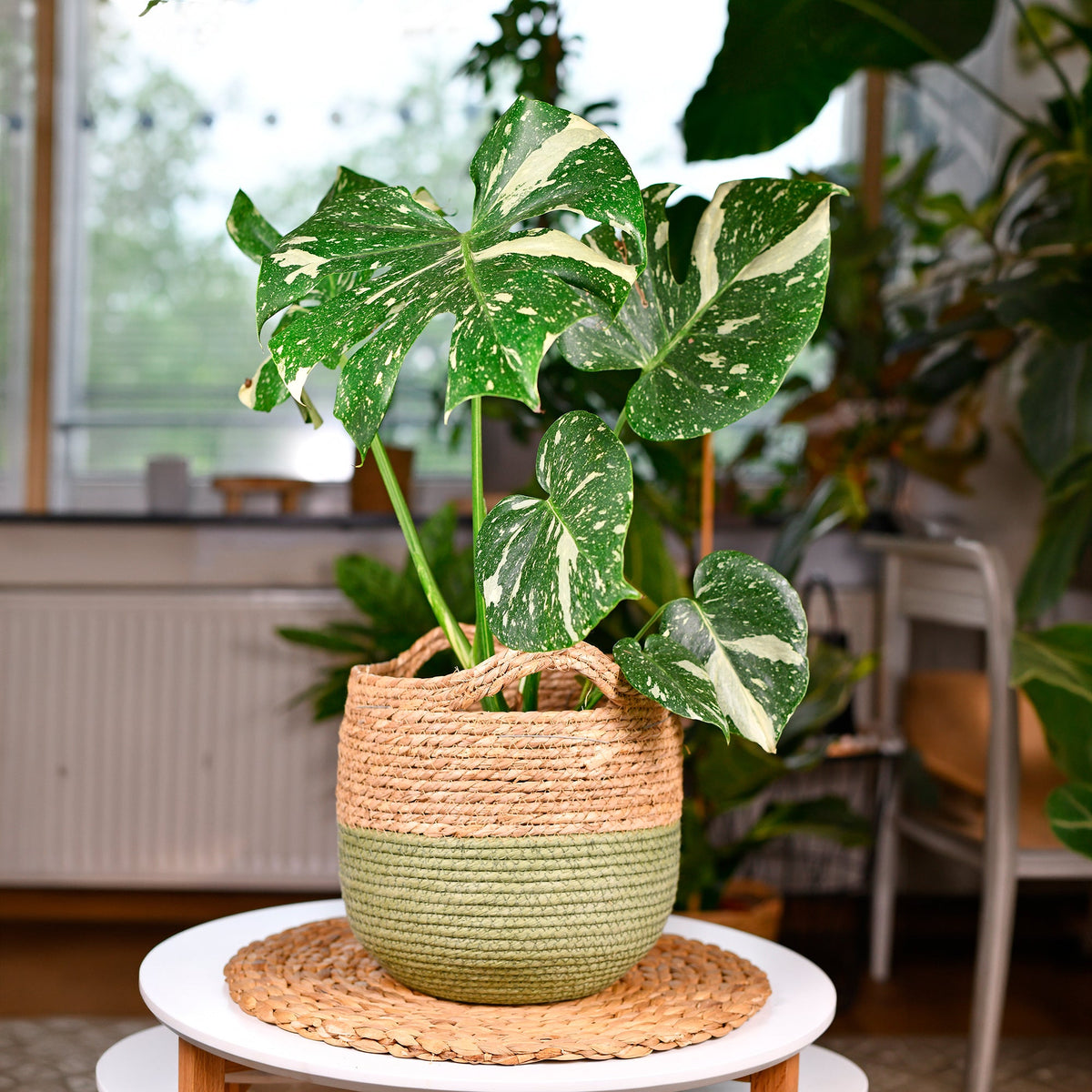 Monstera Thai Constellation – 45–55 cm, Topf Ø 12 cm