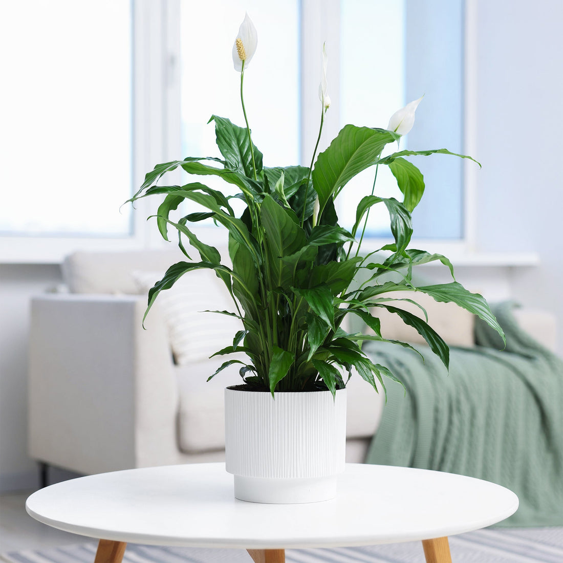 Einblatt Pearl Cupido – 70–80 cm, Topf Ø 17 cm