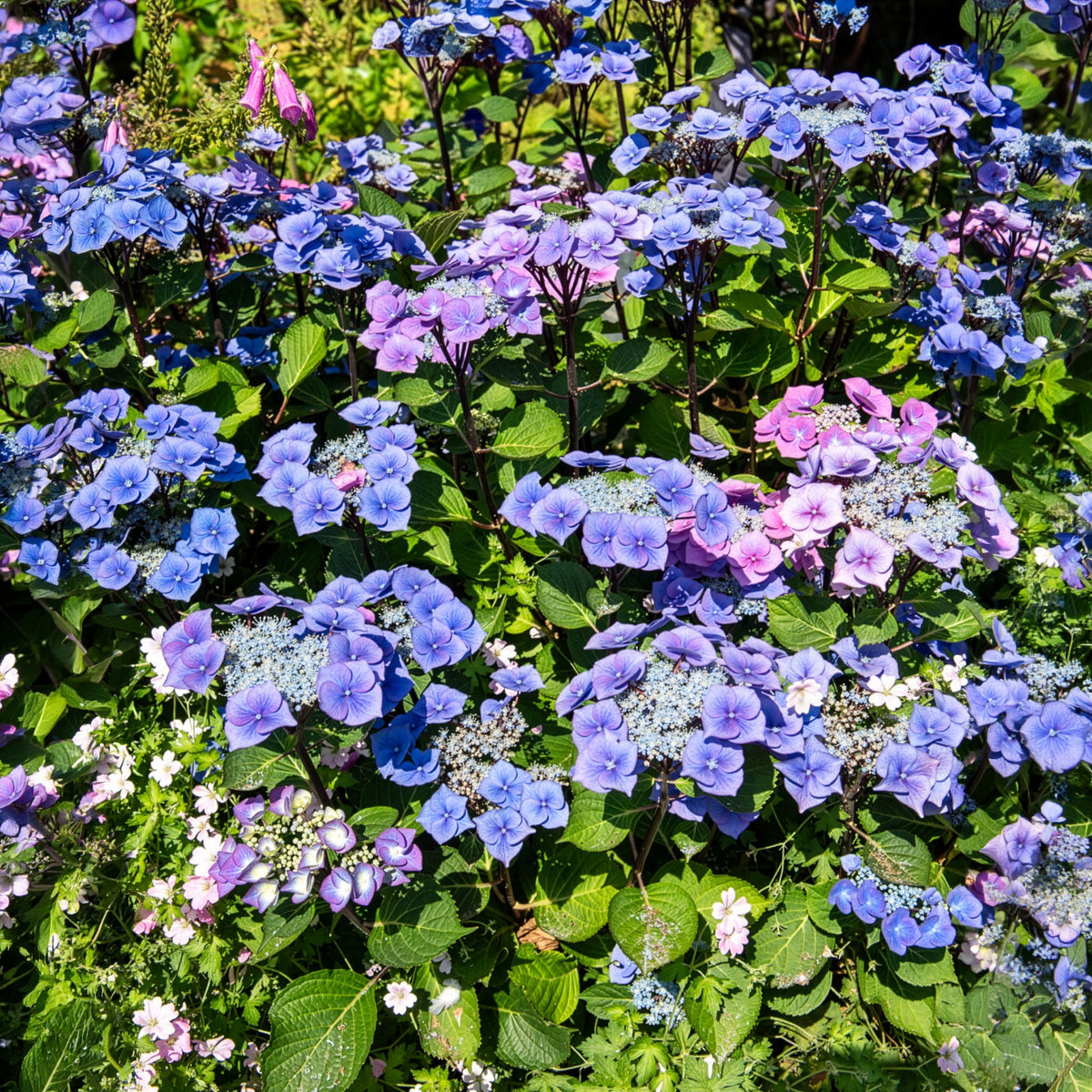Hortensie Zorro Blue – 4,5-Liter-Topf