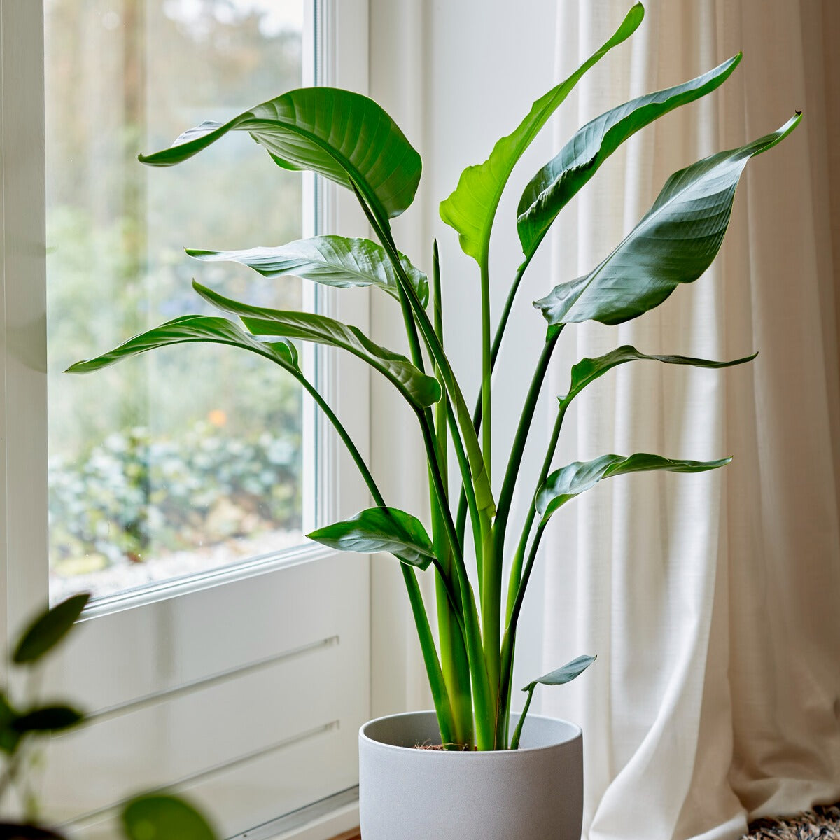 Strelitzia nicolai – 75–100 cm, Topf Ø 19 cm
