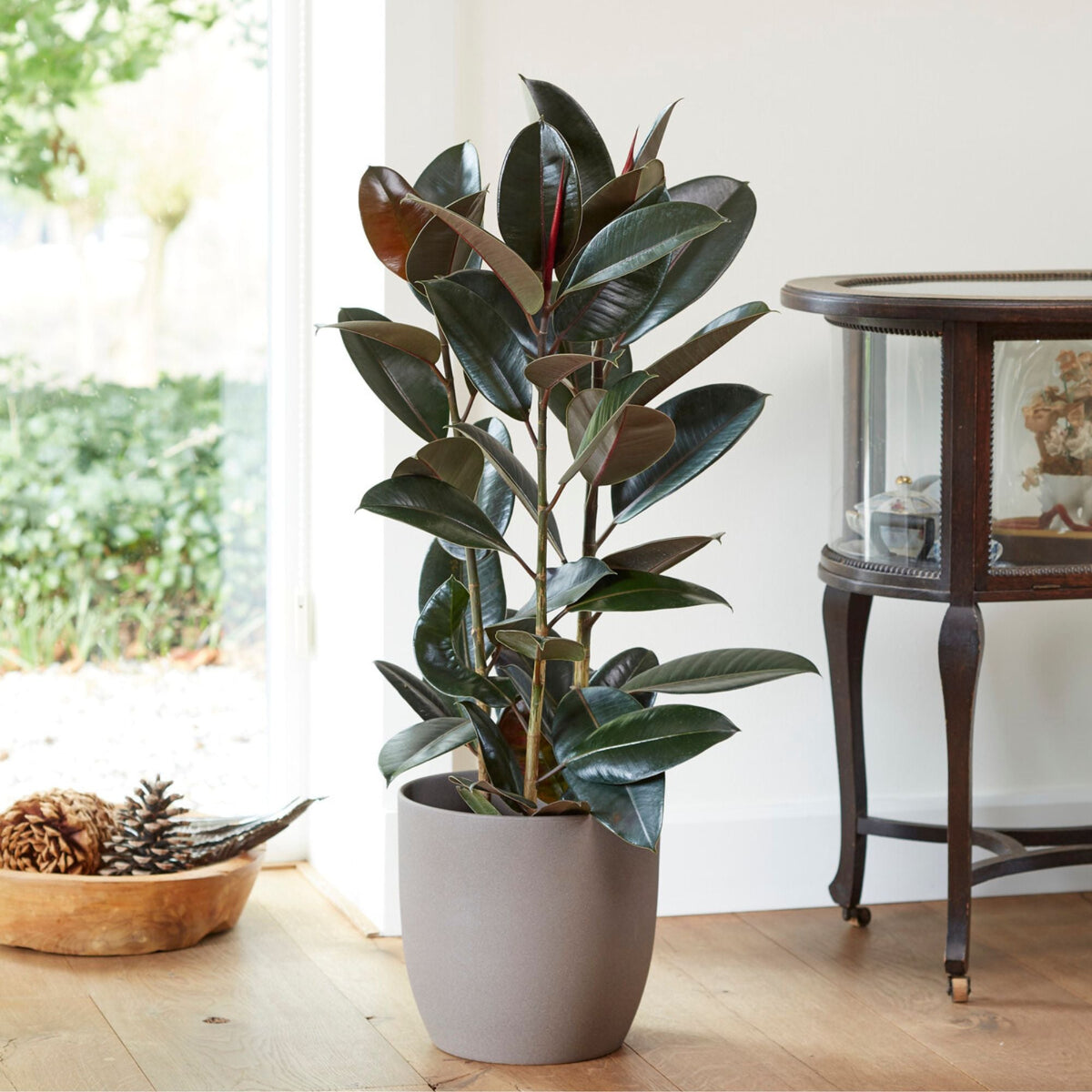 Gummibaum Ficus elastica Robusta – 60–80 cm, Topf Ø 17 cm